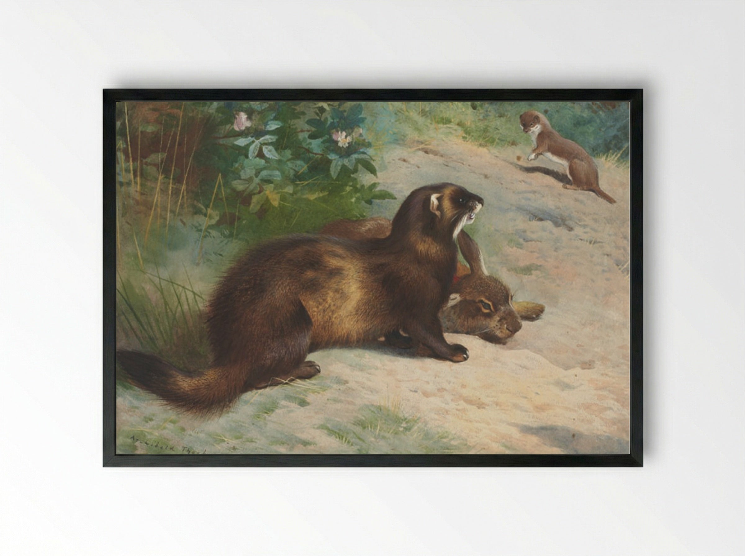 European polecat defending a rabbit carcass from a least weasel - Archibald Thorburn - Framed Print Black