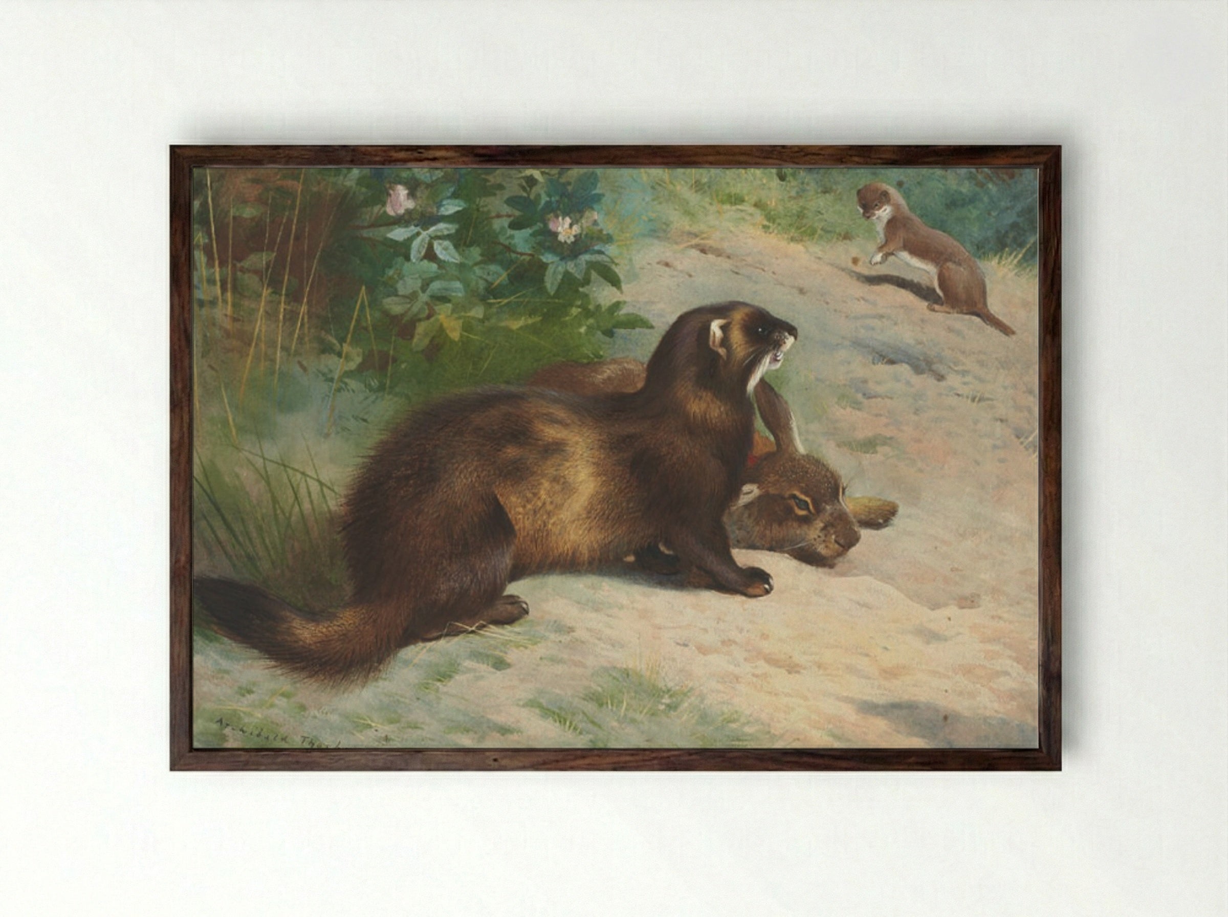European polecat defending a rabbit carcass from a least weasel - Archibald Thorburn - Framed Print Dark Wood