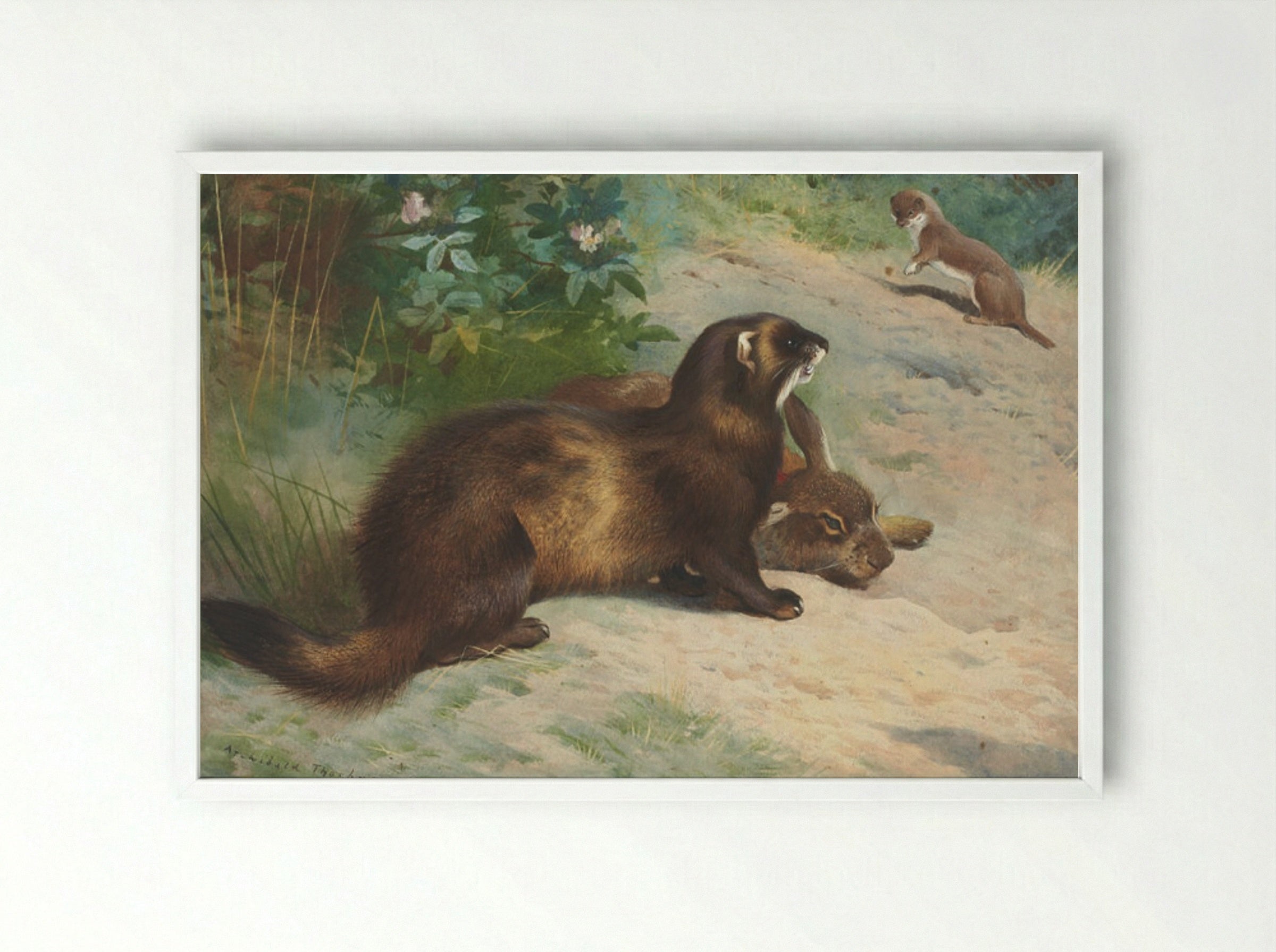 European polecat defending a rabbit carcass from a least weasel - Archibald Thorburn - Framed Print White