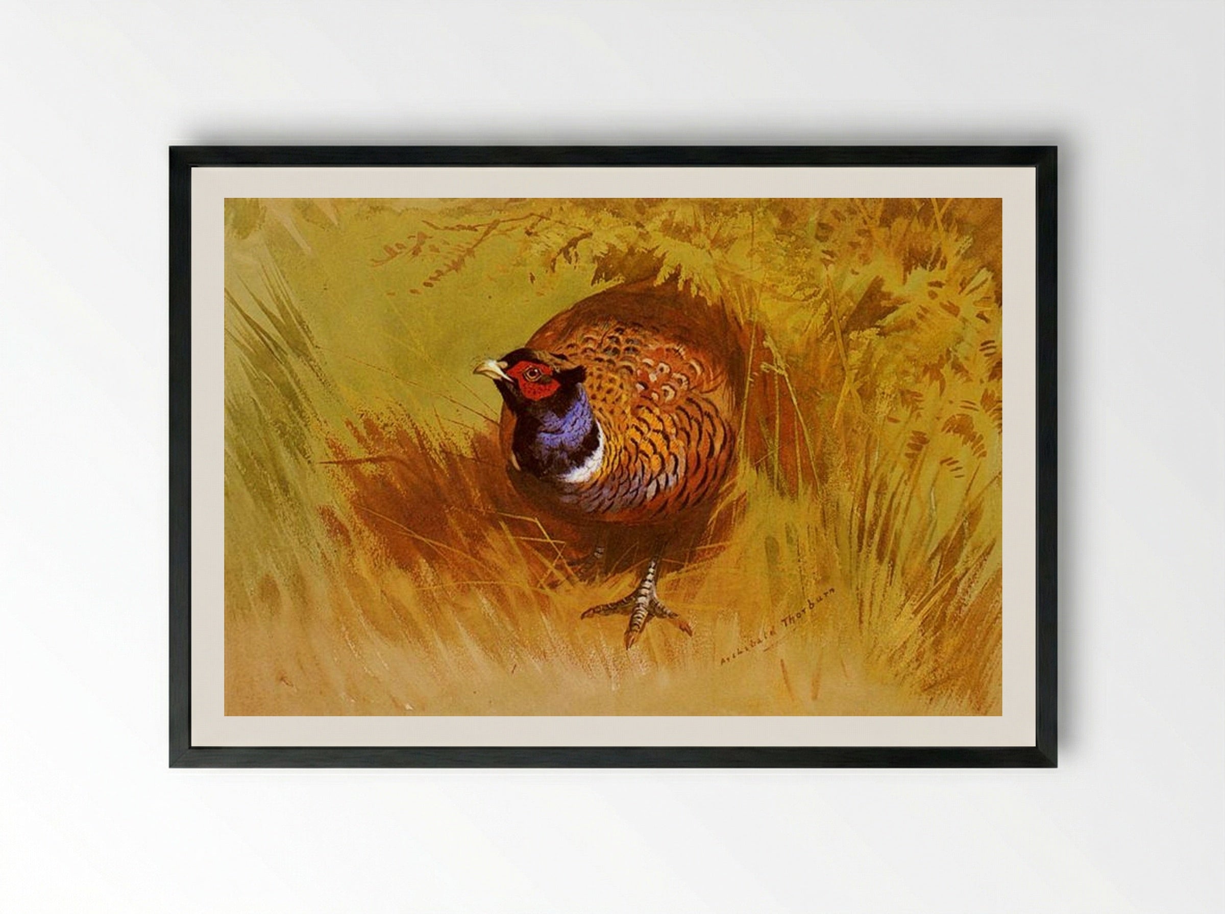 A Cock Pheasant - Archibald Thorburn - Framed Print Black