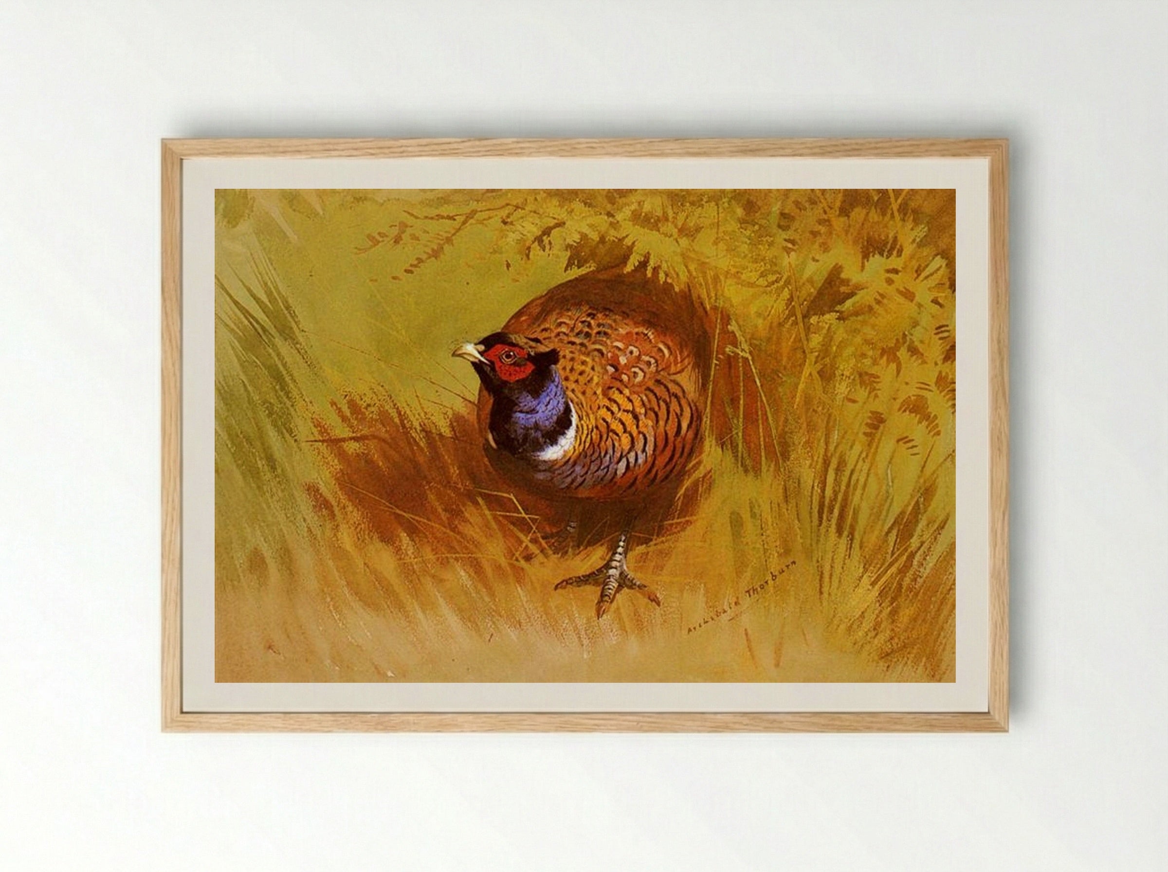 A Cock Pheasant - Archibald Thorburn - Framed Print Wood