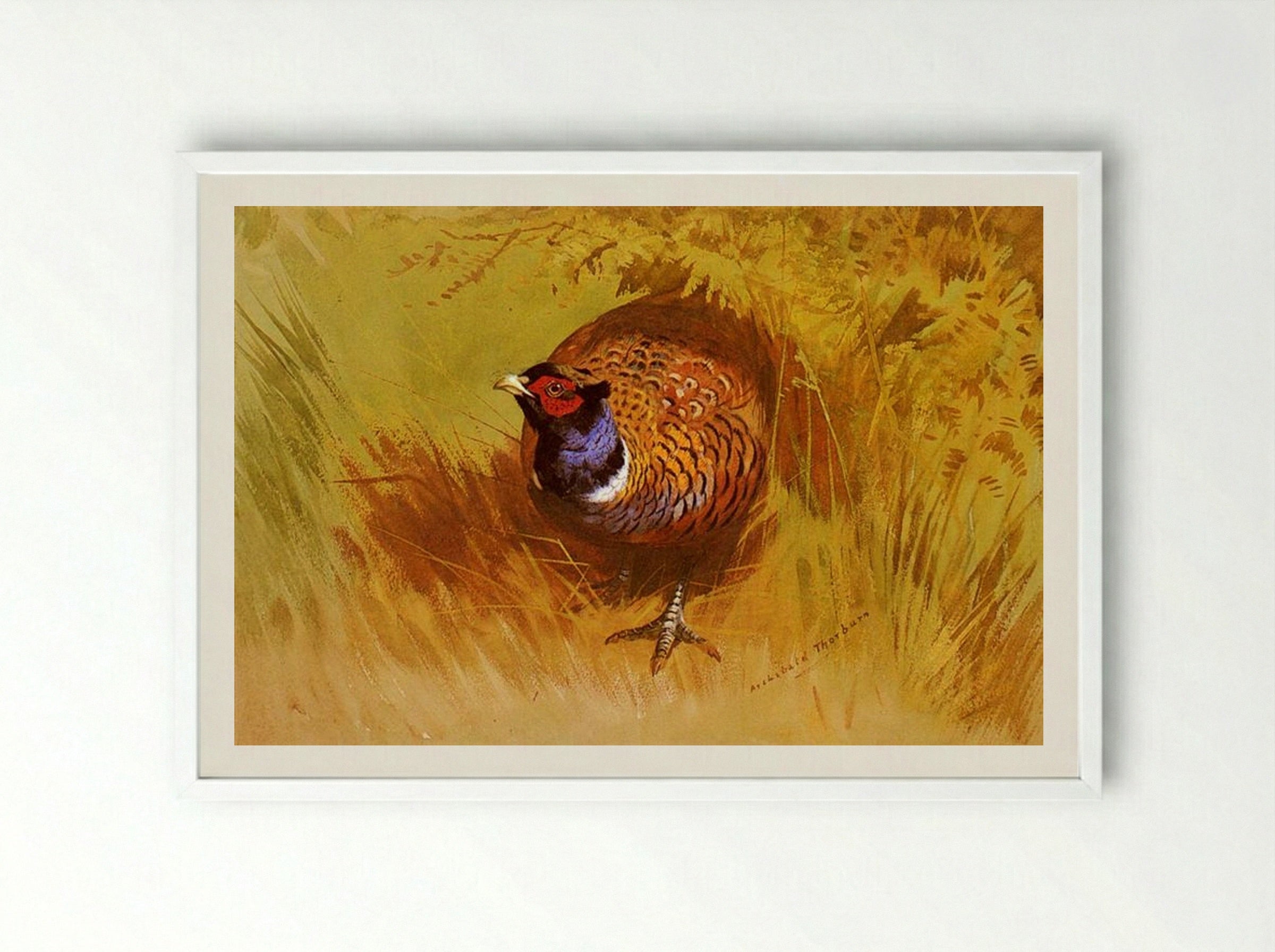 A Cock Pheasant - Archibald Thorburn - Framed Print White