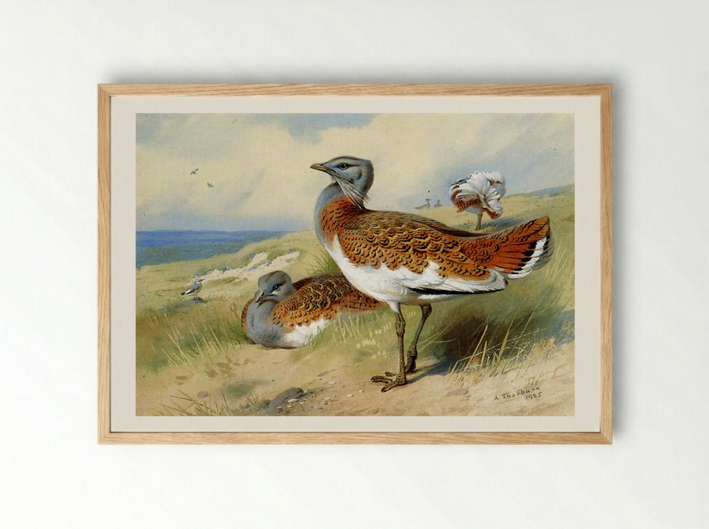 Great Bustards - Archibald Thorburn - Framed Print Wood