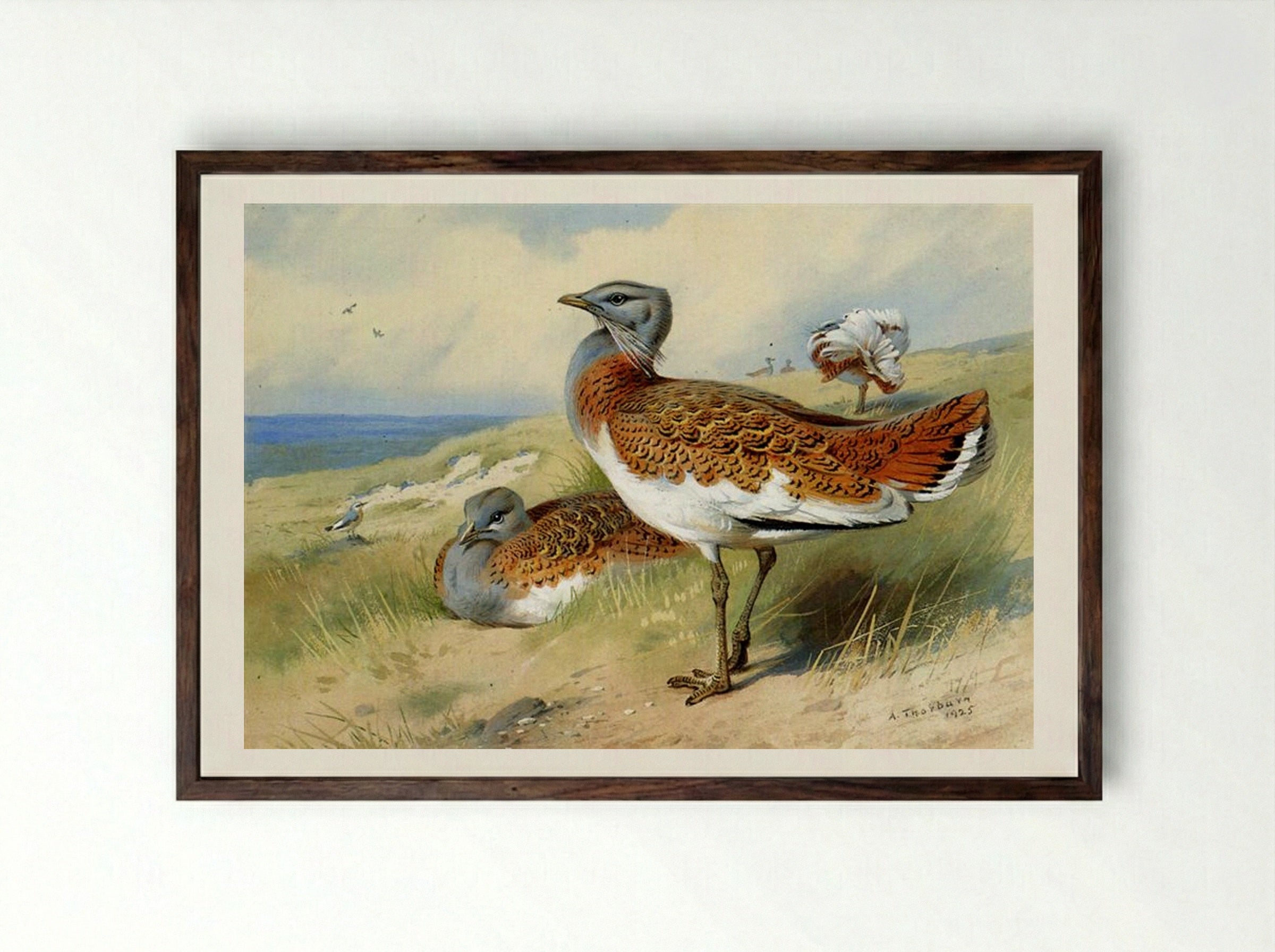 Great Bustards - Archibald Thorburn - Framed Print Dark Wood