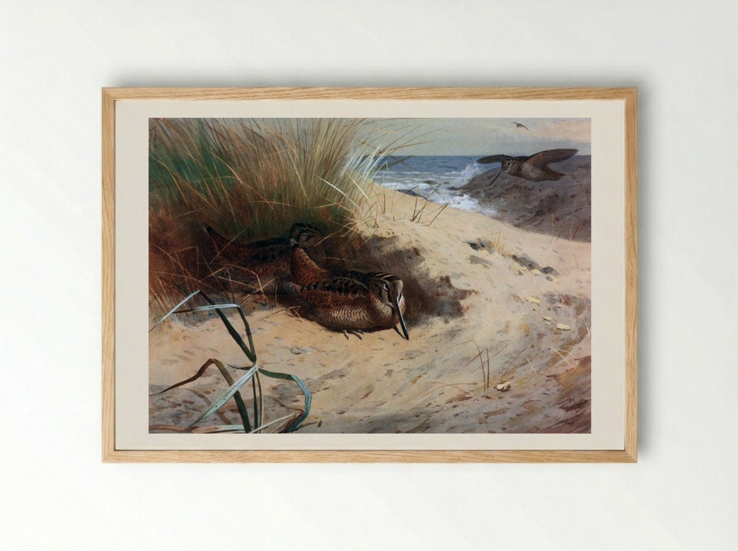 Woodcock Among the Dunes - Archibald Thorburn - Framed Print Wood