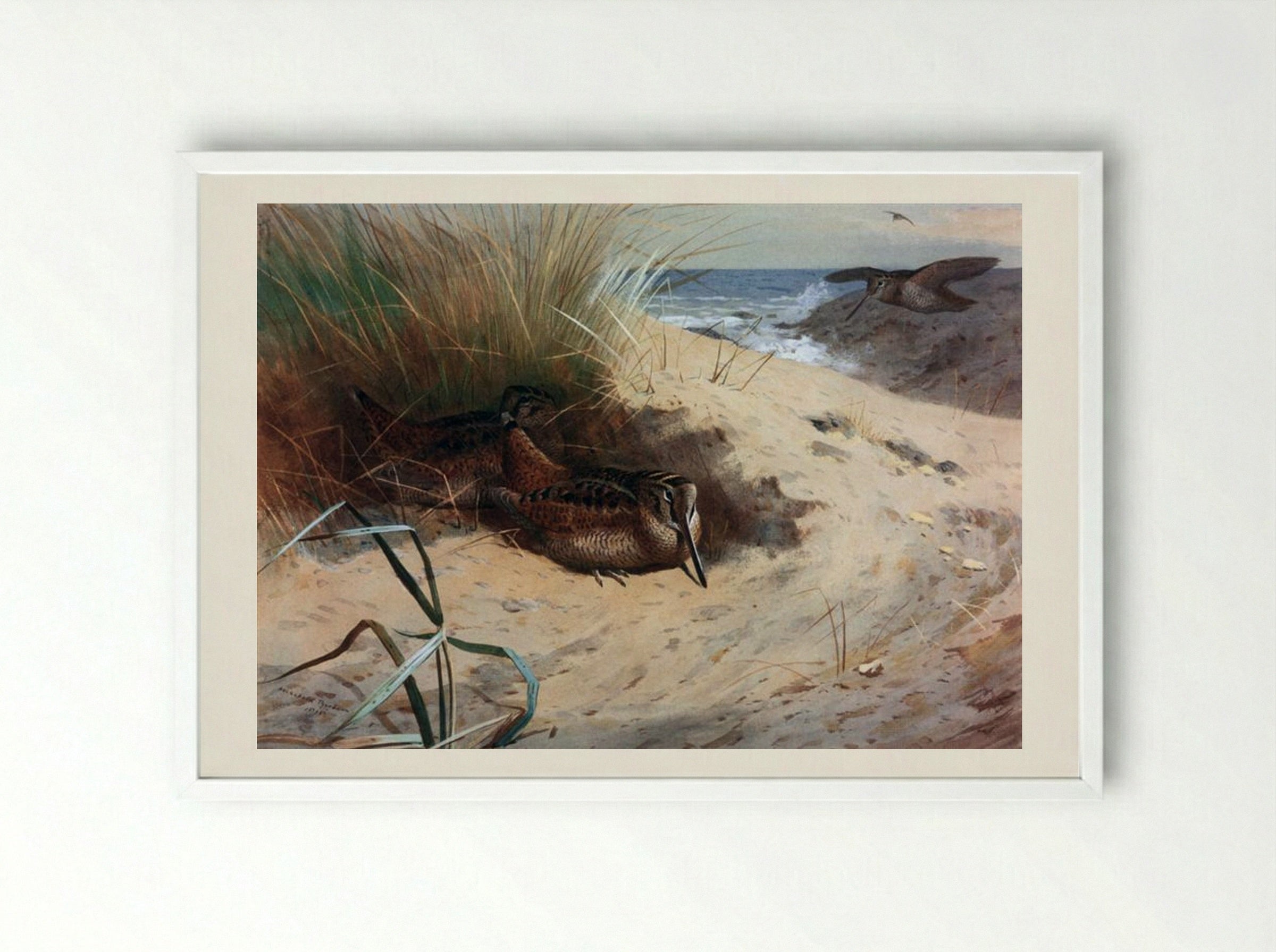 Woodcock Among the Dunes - Archibald Thorburn - Framed Print White
