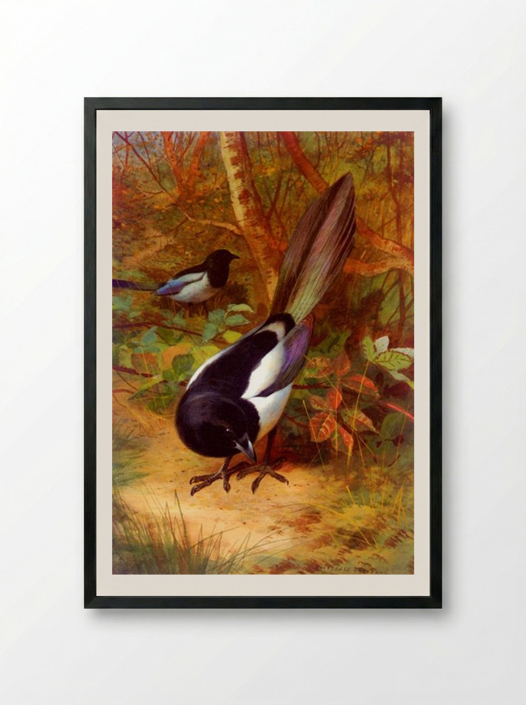 Magpies - Archibald Thorburn - Framed Print Black