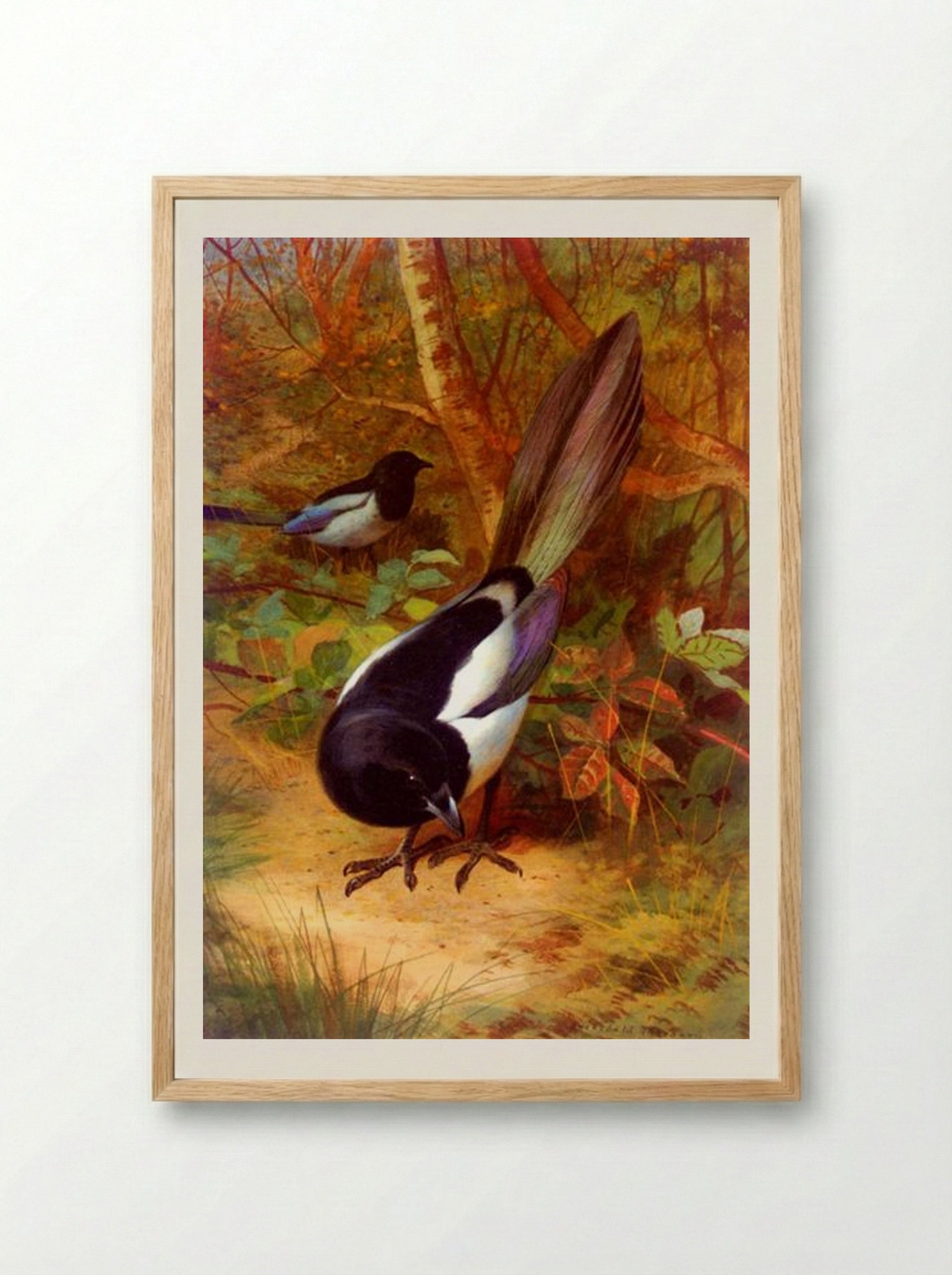 Magpies - Archibald Thorburn - Framed Print Wood