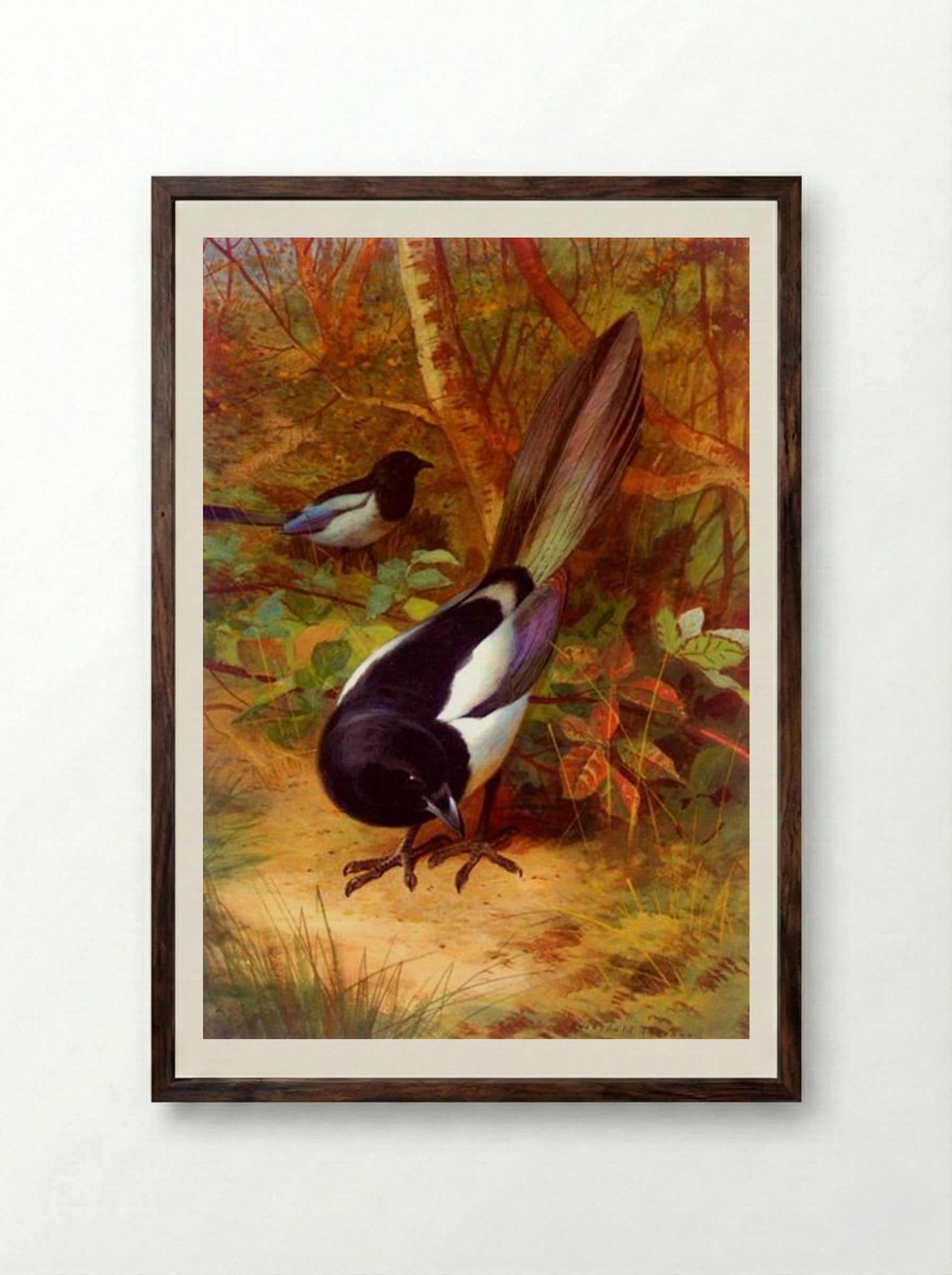 Magpies - Archibald Thorburn - Framed Print Dark Wood
