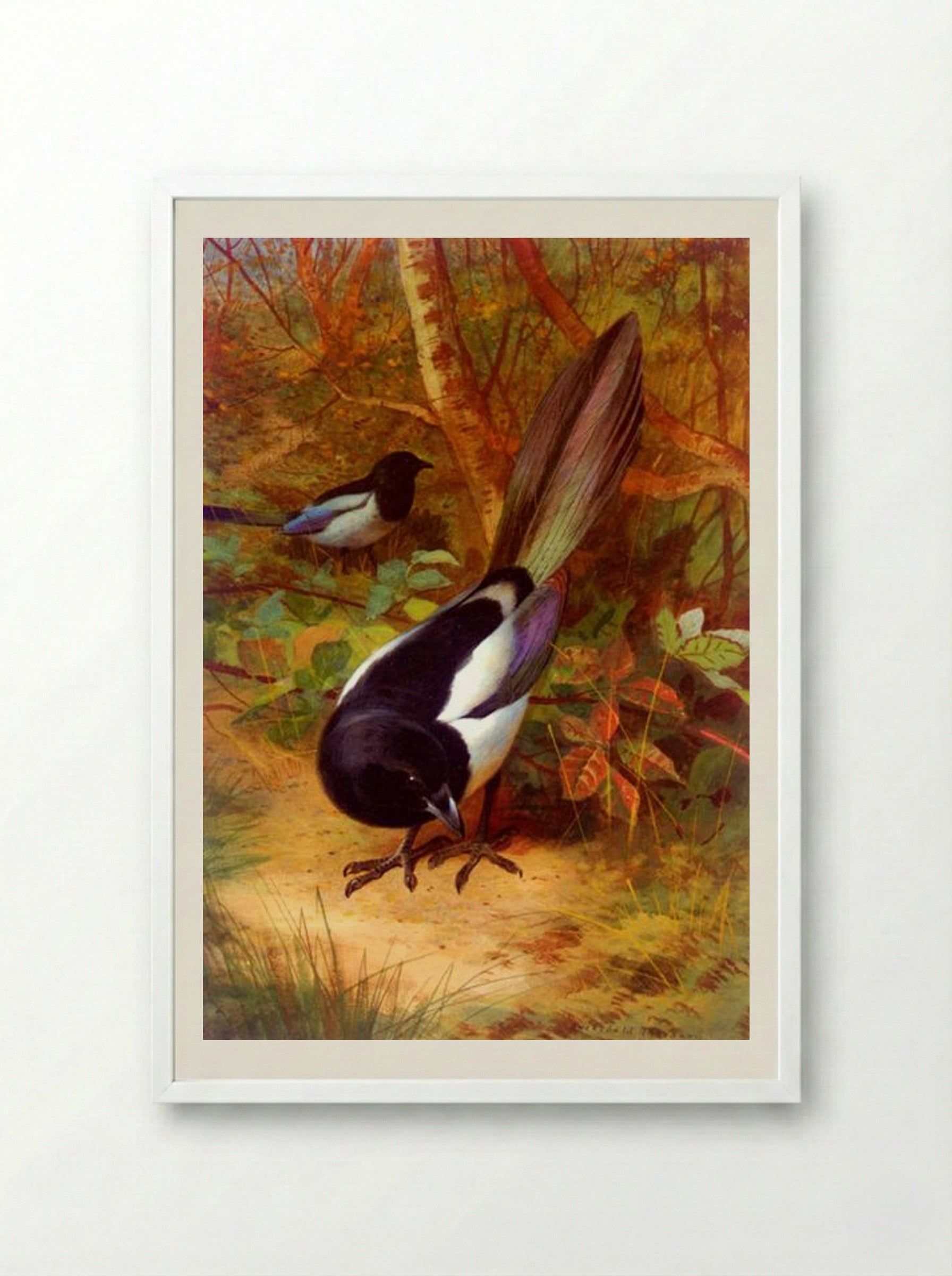 Magpies - Archibald Thorburn - Framed Print White