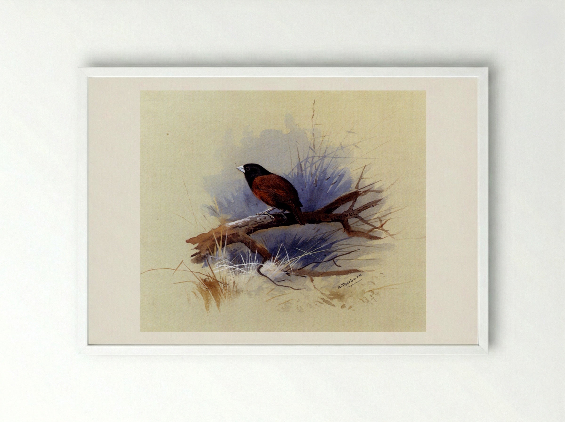 A Nepalese Black-Headed Nun on a Branch - Archibald Thorburn - Framed Print White