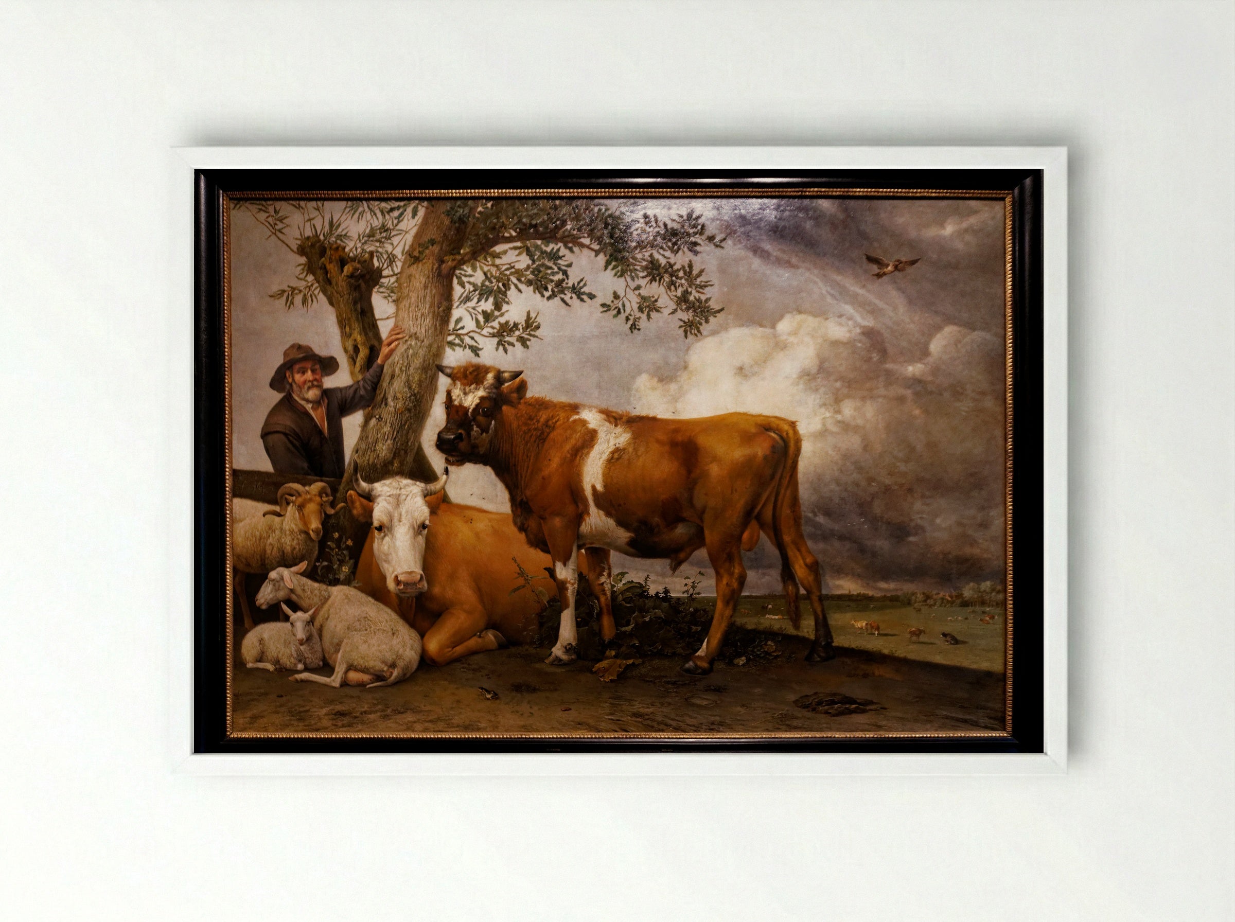 The Bull - Paulus Potter - Framed Print White