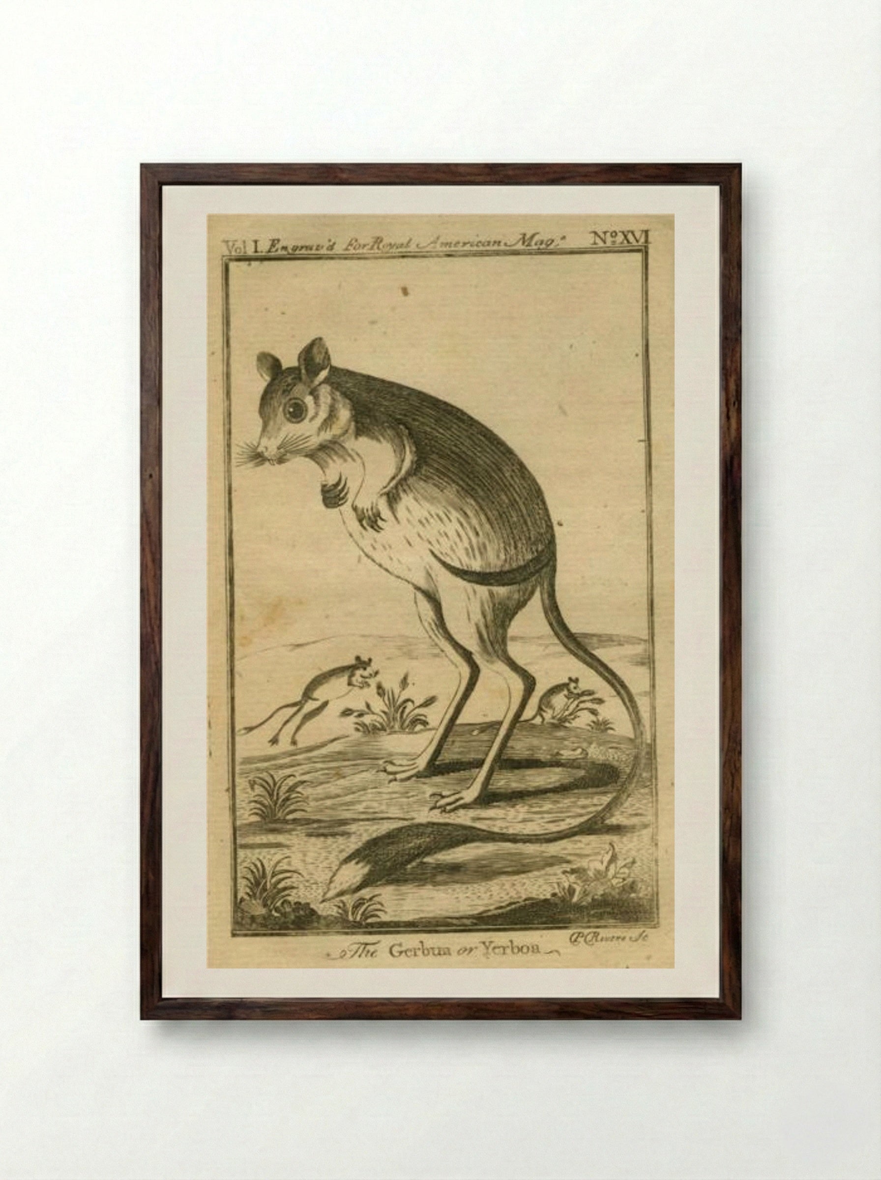 The Gerbua or Yerboa - Paul Revere - Framed Print Dark Wood