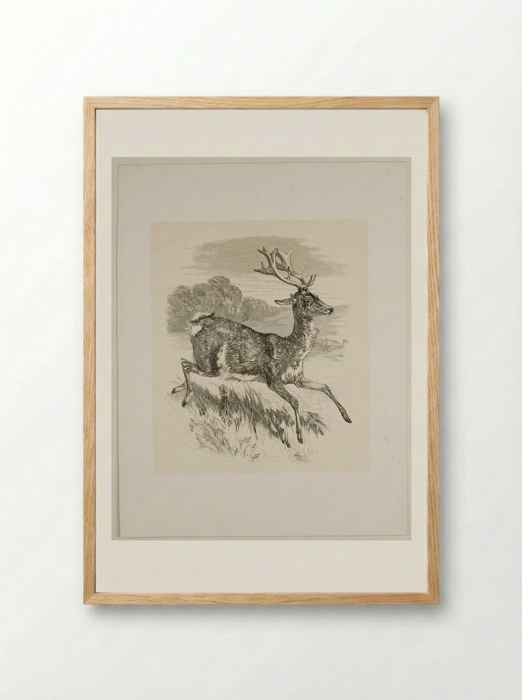 Stag - Walter Gorway - Framed Print Wood
