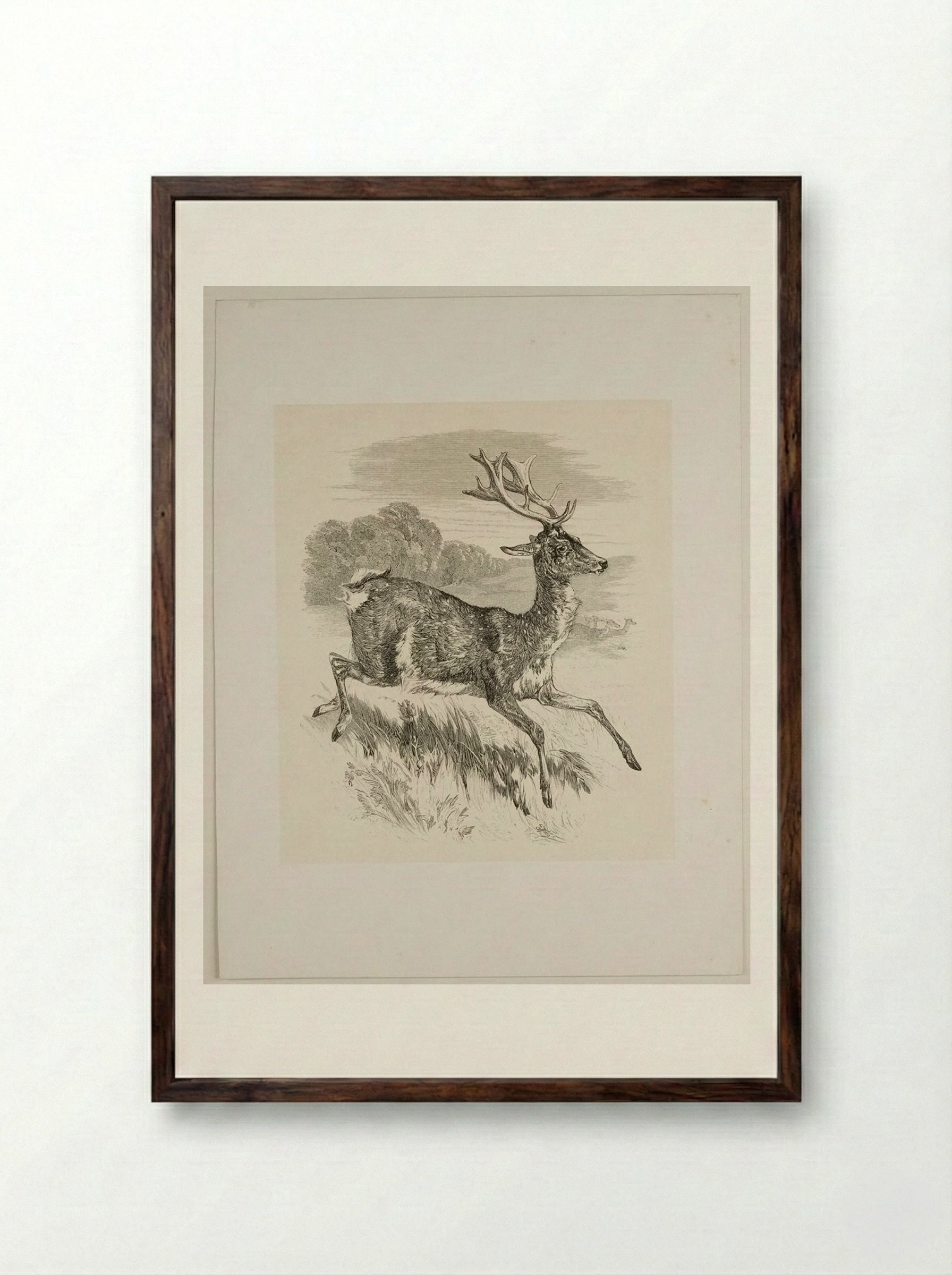 Stag - Walter Gorway - Framed Print Dark Wood