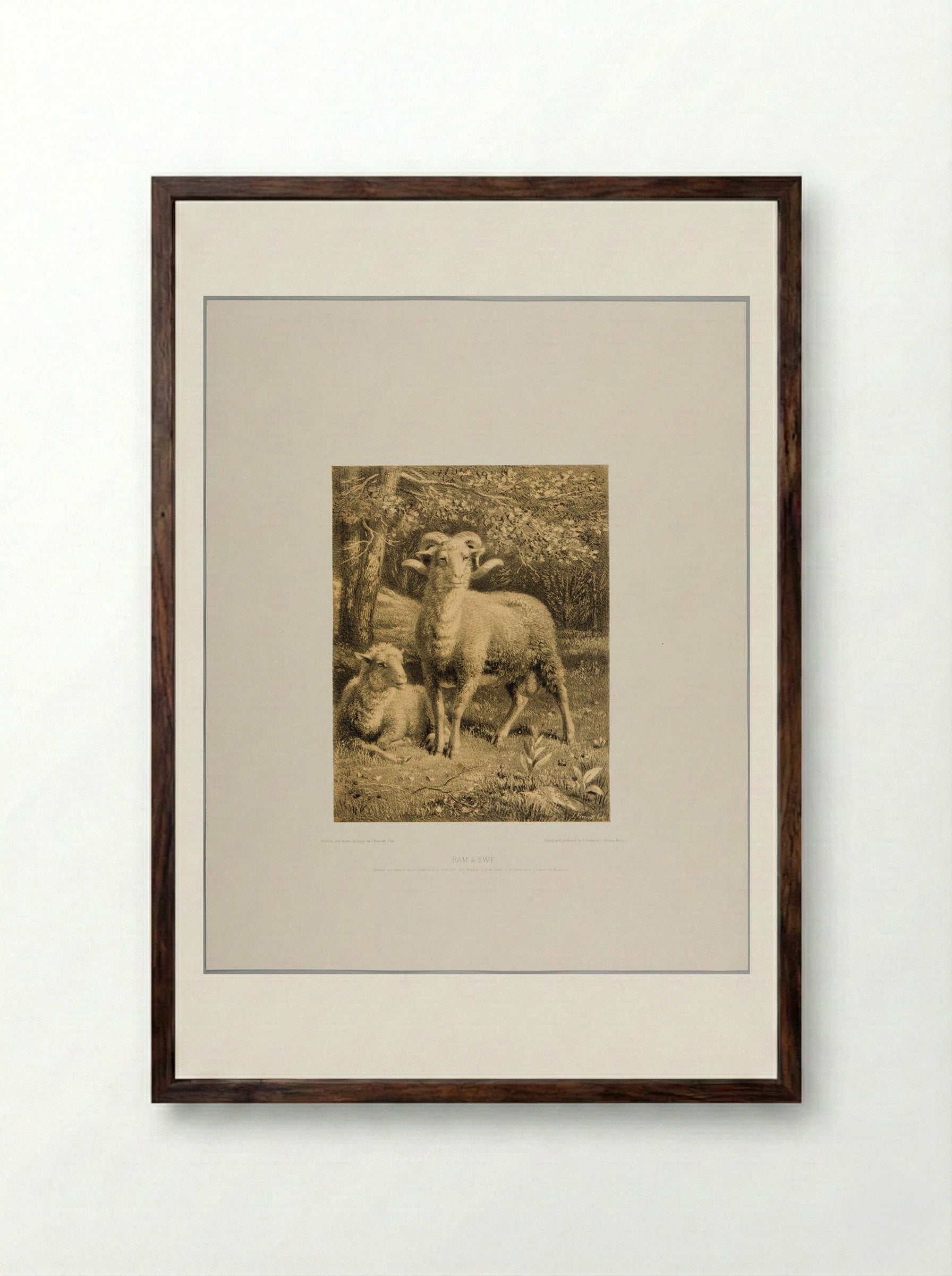 Ram and Ewe - Joseph Foxcroft Cole - Framed Print Dark Wood