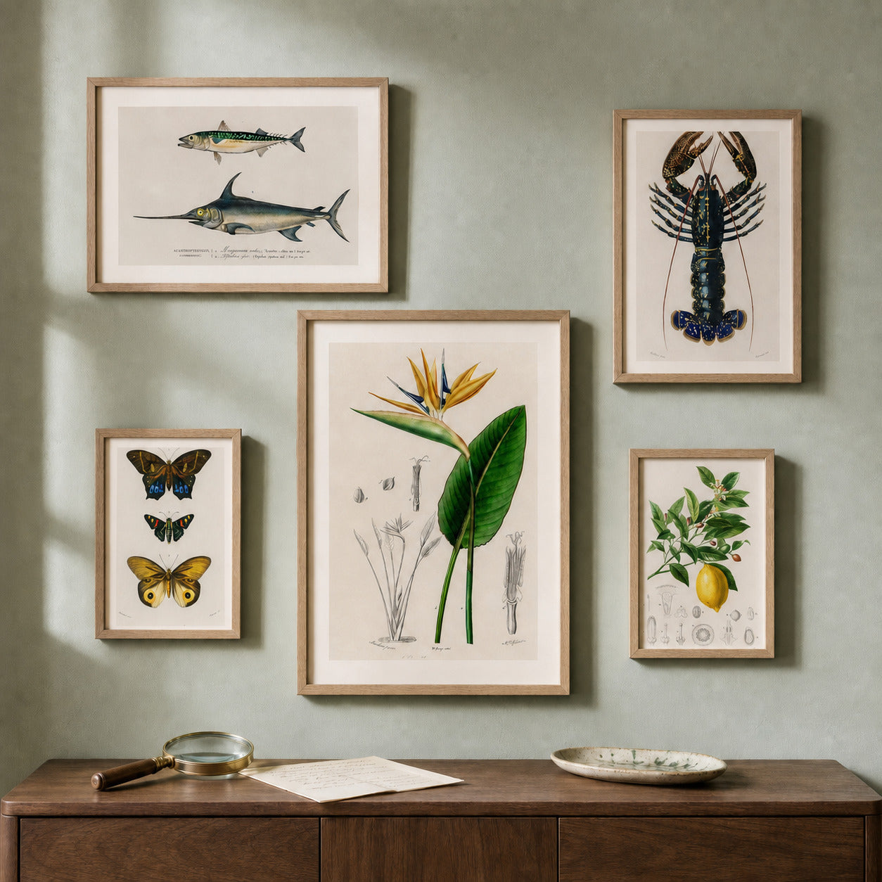 D’Orbigny’s Natural World