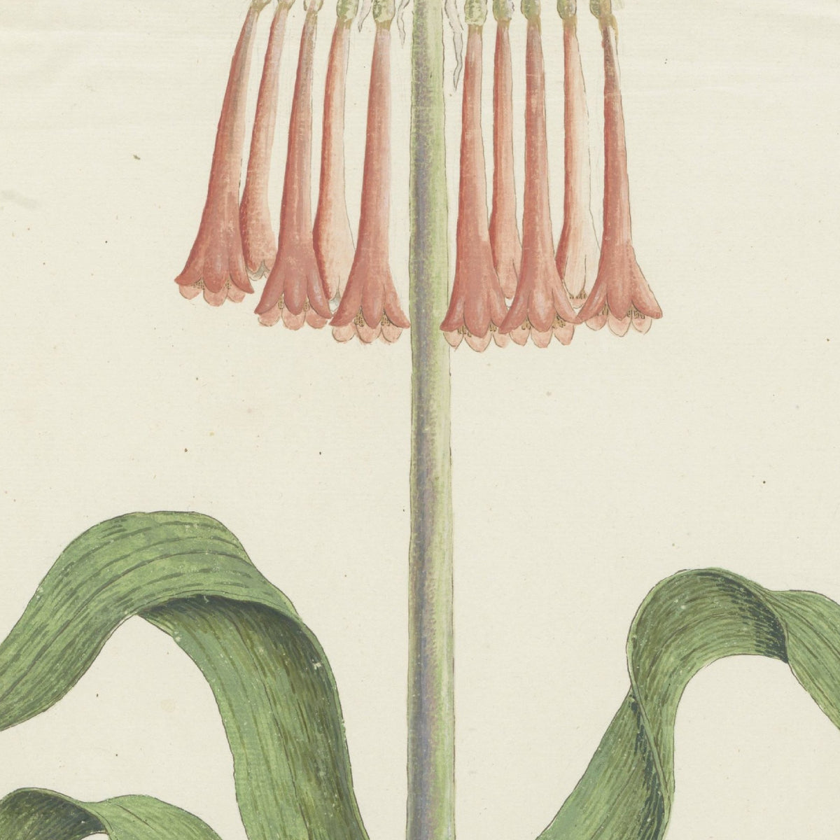 Cyrtanthus carneus - Robert Jacob Gordon - Artwork detail