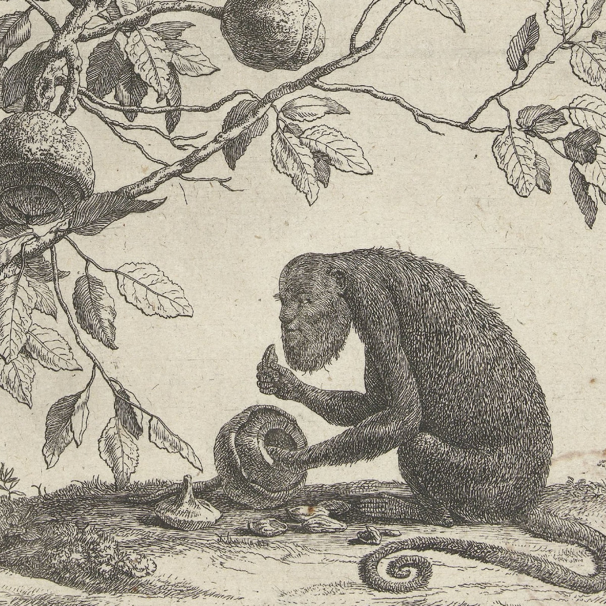 Zabucaiaboom en een aap - Paulus Potter - Artwork detail