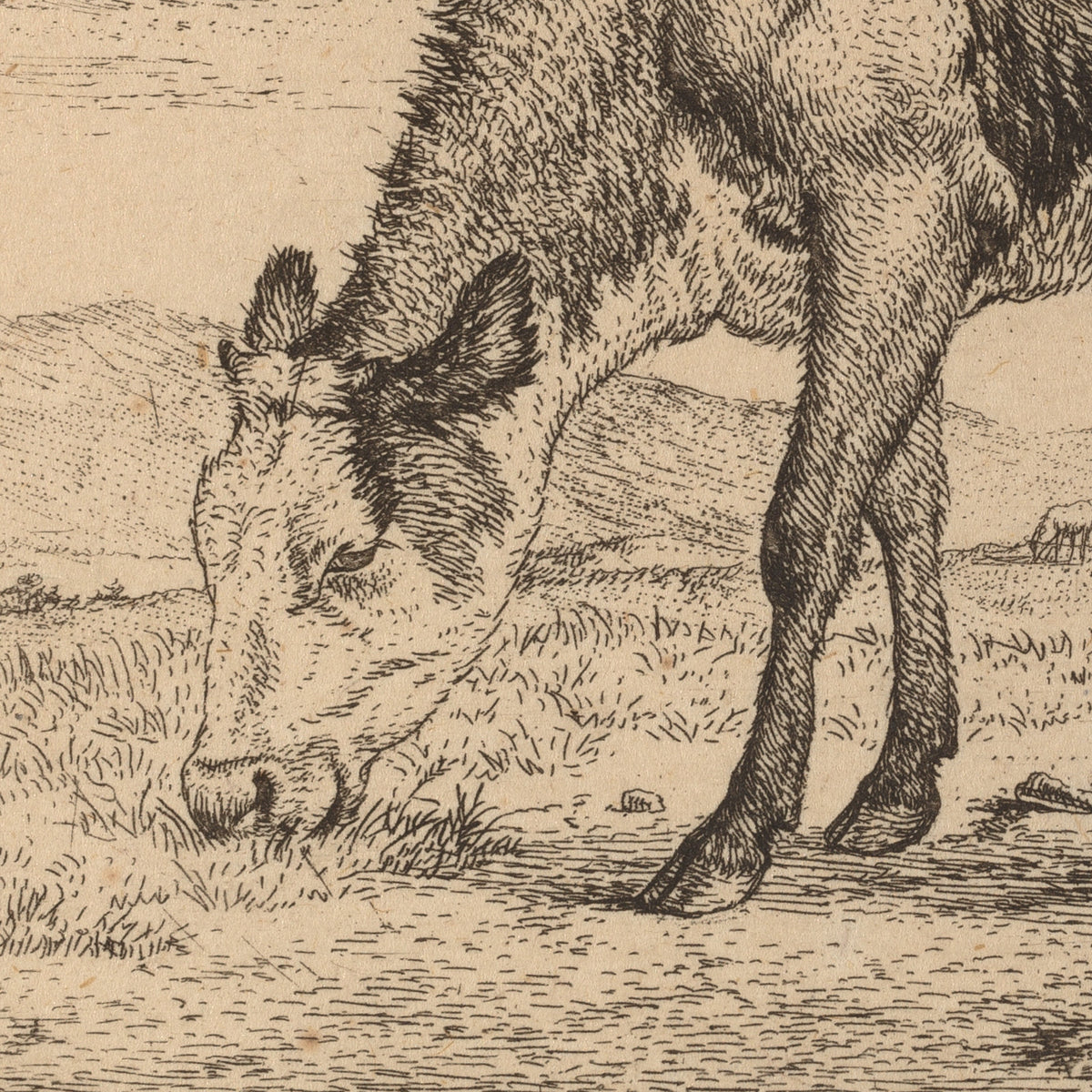 Calf - Adriaen van de Velde - Artwork detail