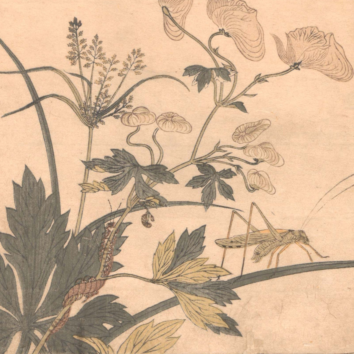 Picture Book of Crawling Creatures - Kitagawa Utamaro - Artwork detail