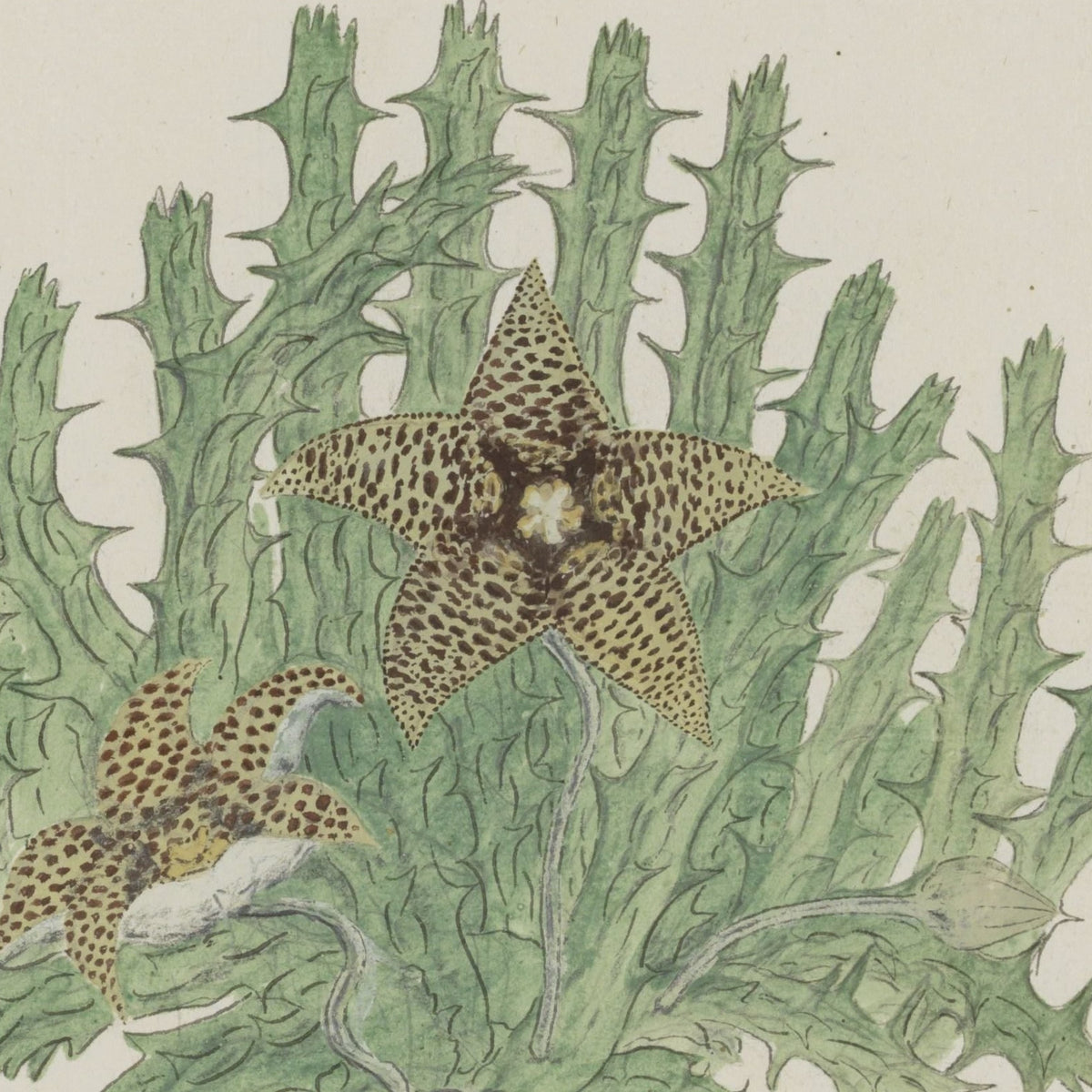 Orbea verrucosa - Robert Jacob Gordon - Artwork detail
