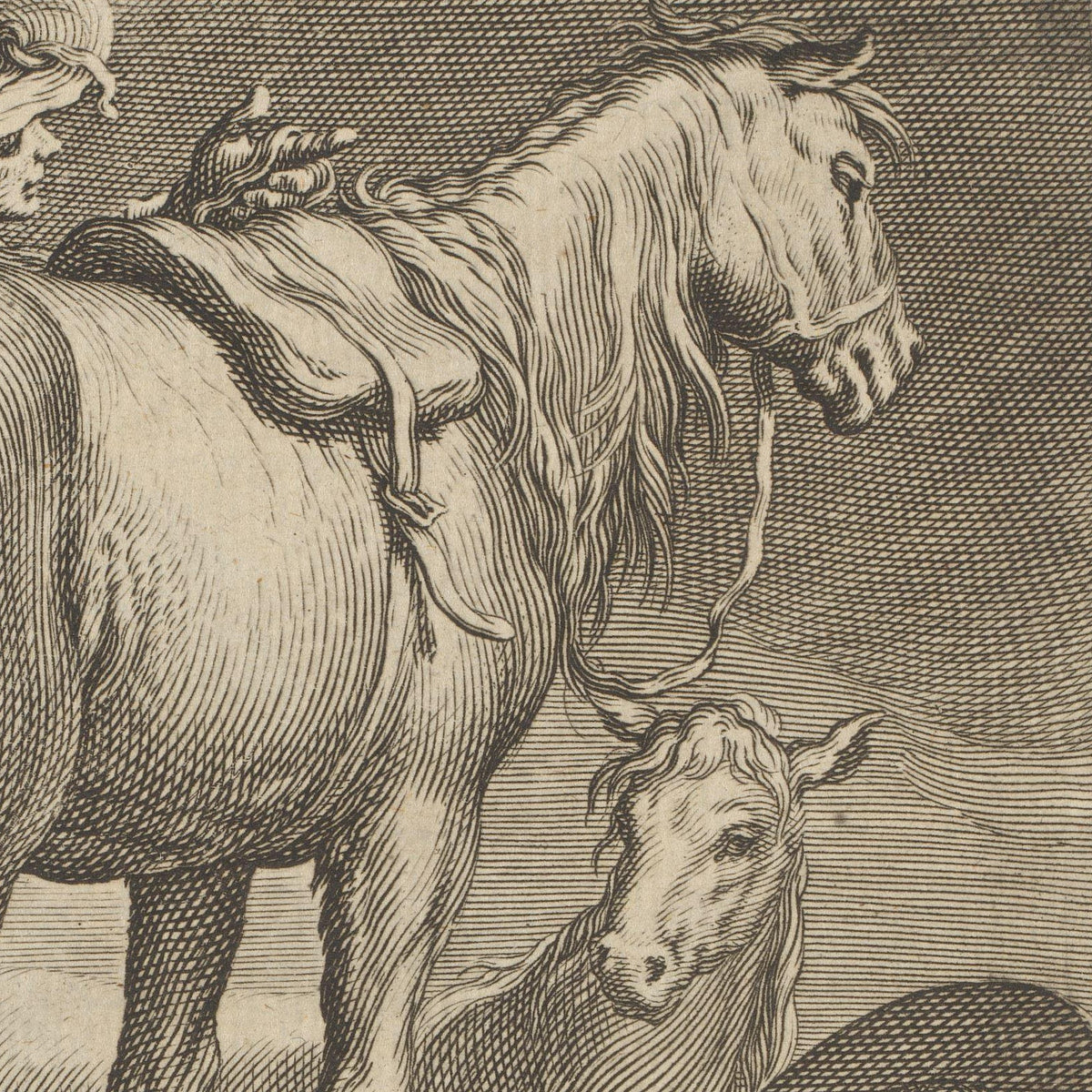 Paarden - Boëtius Adamsz. Bolswert - Artwork detail
