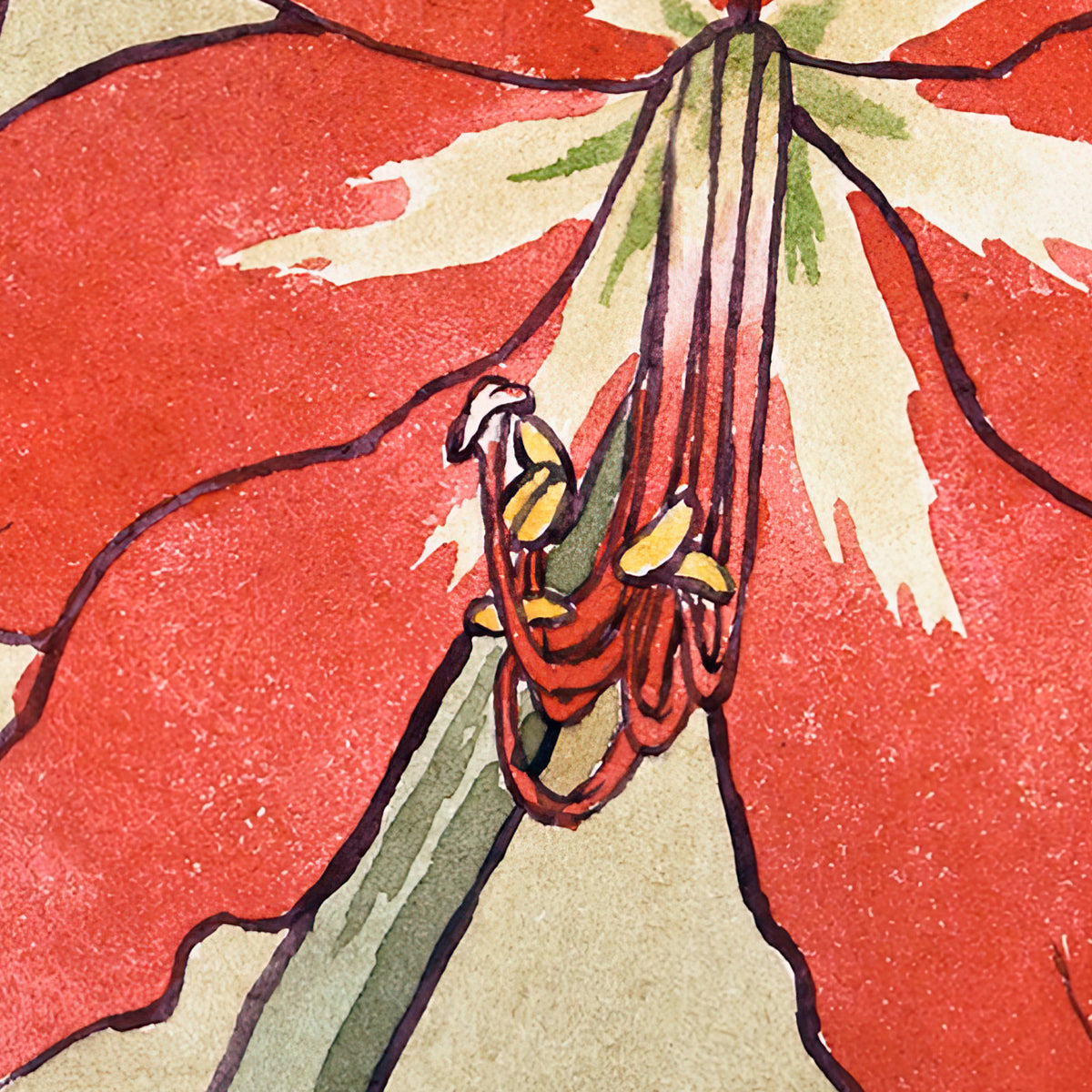 Amaryllis - Hannah Borger Overbeck - Artwork detail