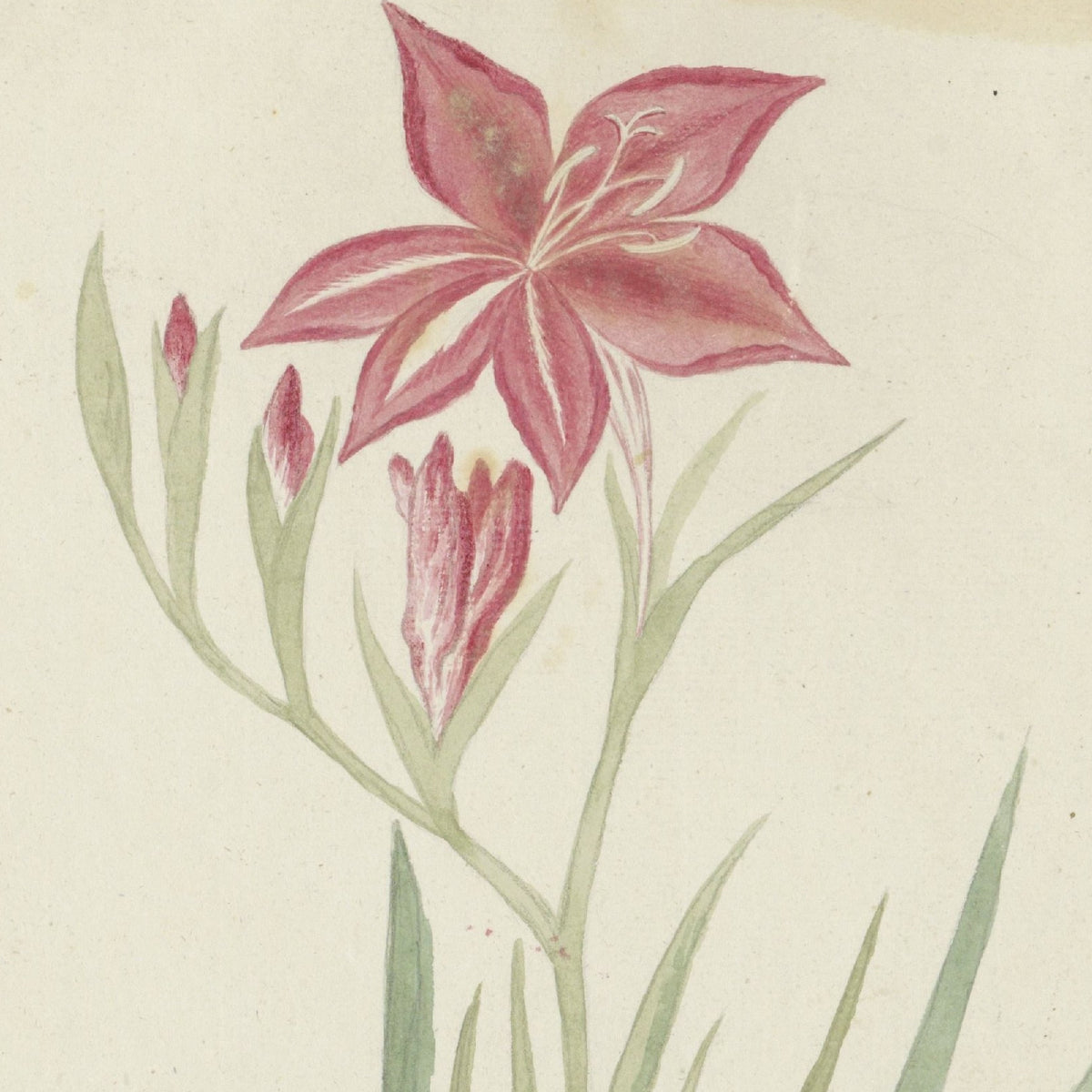 Gladiolus cardinalis - Robert Jacob Gordon - Artwork detail