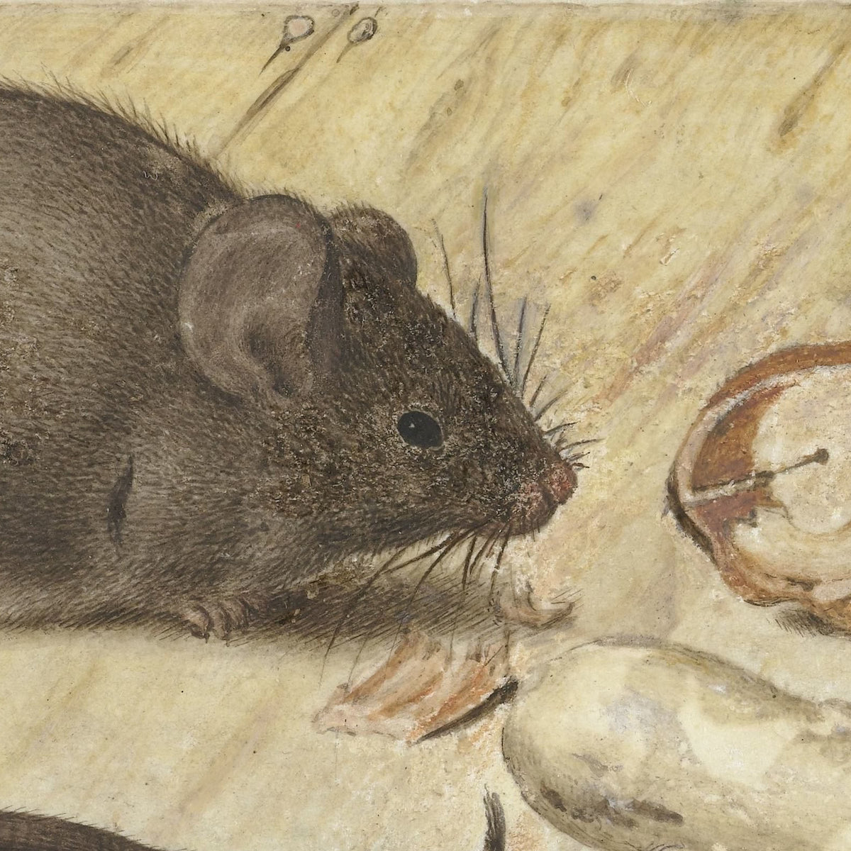 Twee muizen (Two Mice) - Joris Hoefnagel - Artwork detail