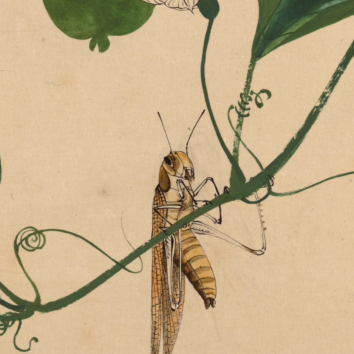Grasshopper on Gourd Vine - Shibata Zeshin - Artwork detail