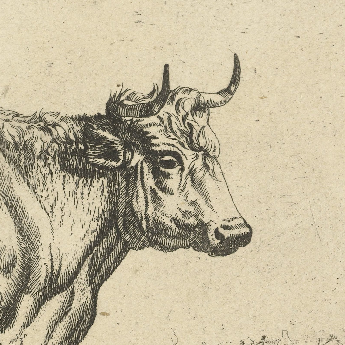 Stier, staand naar rechts, met vogels - Marcus de Bye - Artwork detail