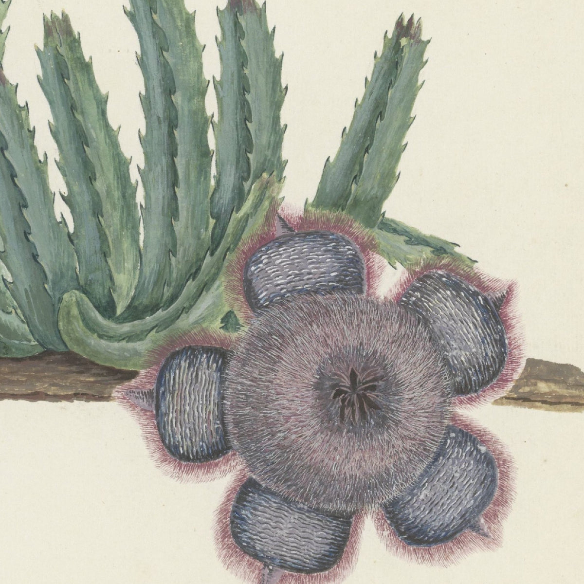 Orbea verrucosa (Hirsute Stapelia) - Robert Jacob Gordon - Artwork detail